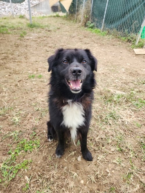 MAX - Border Collie available for adoption