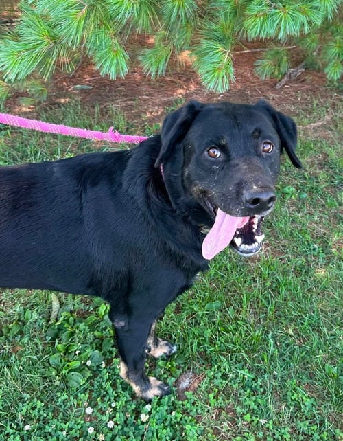 TYSON - Rottweiler / Shepherd available for adoption