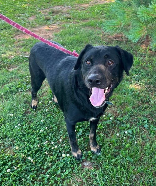 TYSON - Rottweiler / Shepherd available for adoption