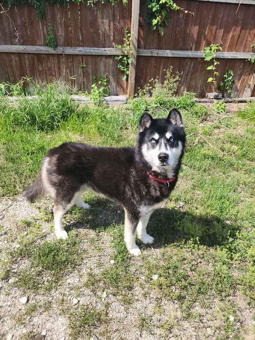 TALLON - Husky available for adoption