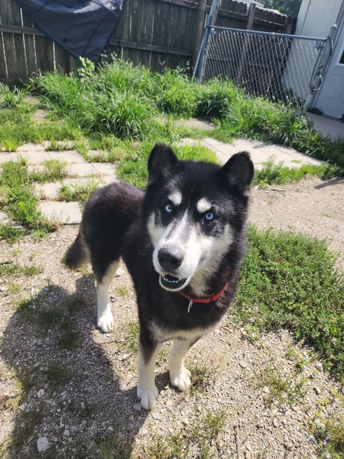 TALLON - Husky available for adoption