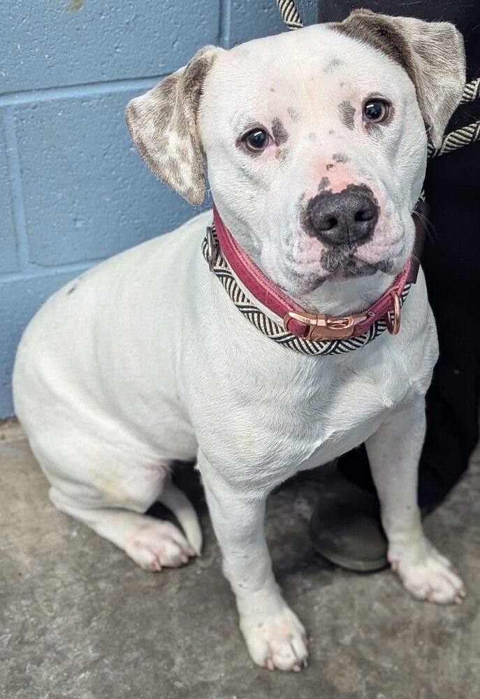 PEPPER - Pit Bull Terrier available for adoption