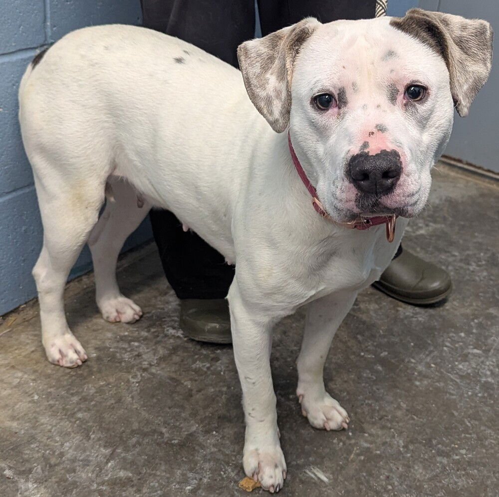 PEPPER - Pit Bull Terrier available for adoption