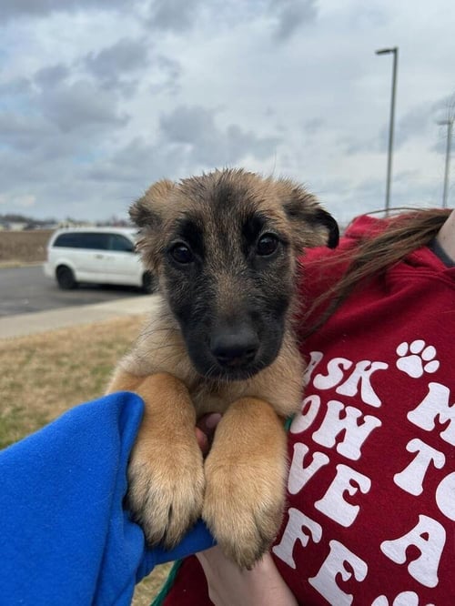MARIE - German Shepherd Dog available for adoption