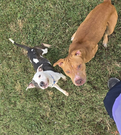 KIBA - Pit Bull Terrier available for adoption