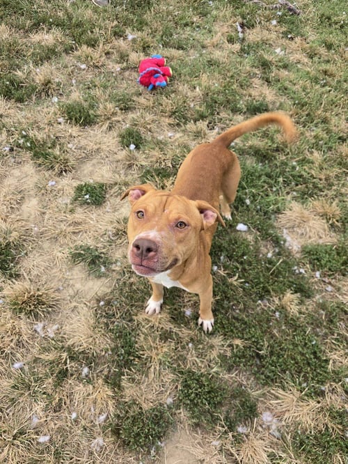 KIBA - Pit Bull Terrier available for adoption