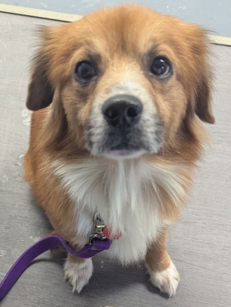 TOM - Beagle / Spaniel available for adoption