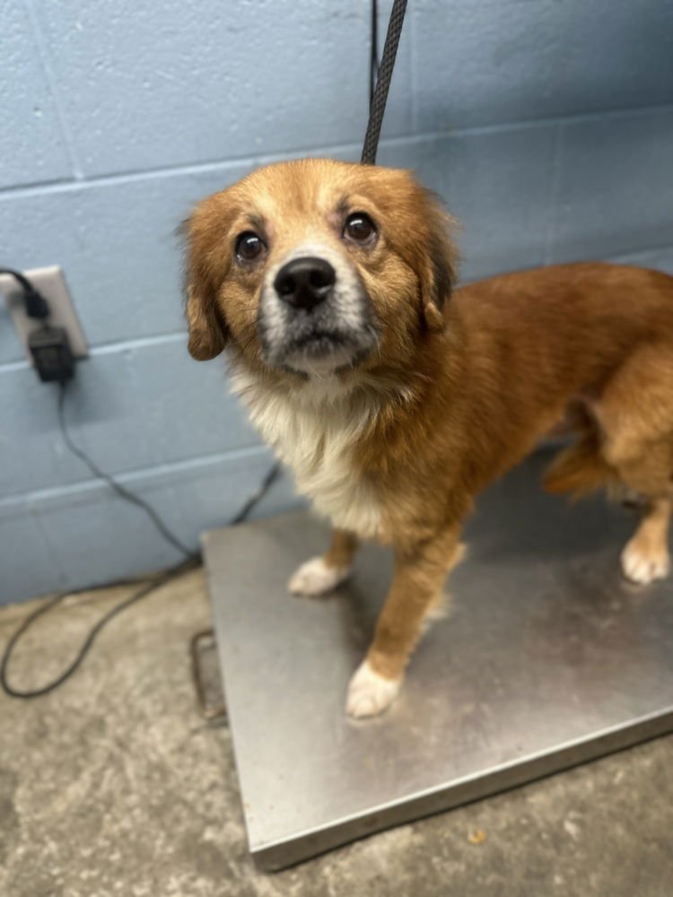 TOM - Beagle / Spaniel available for adoption