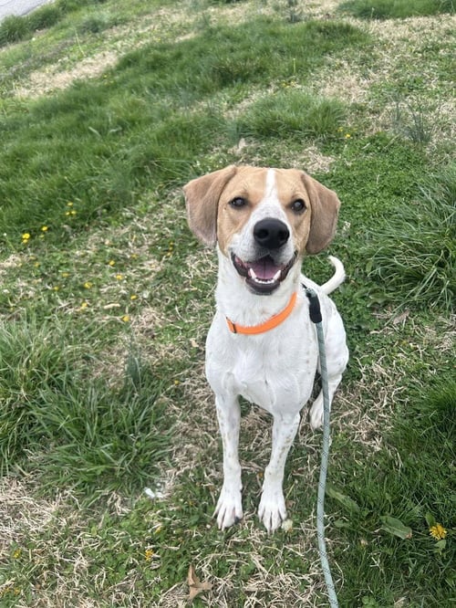 DIESEL - English Coonhound available for adoption