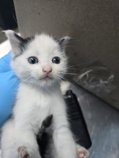 GUACAMOLE - Domestic Short Hair available for adoption