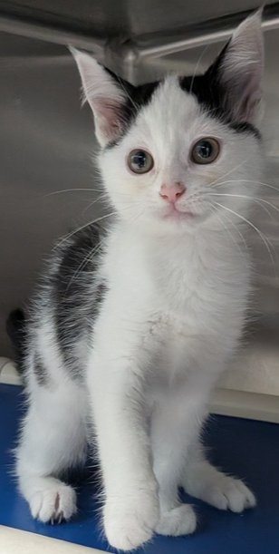 GUACAMOLE - Domestic Short Hair available for adoption