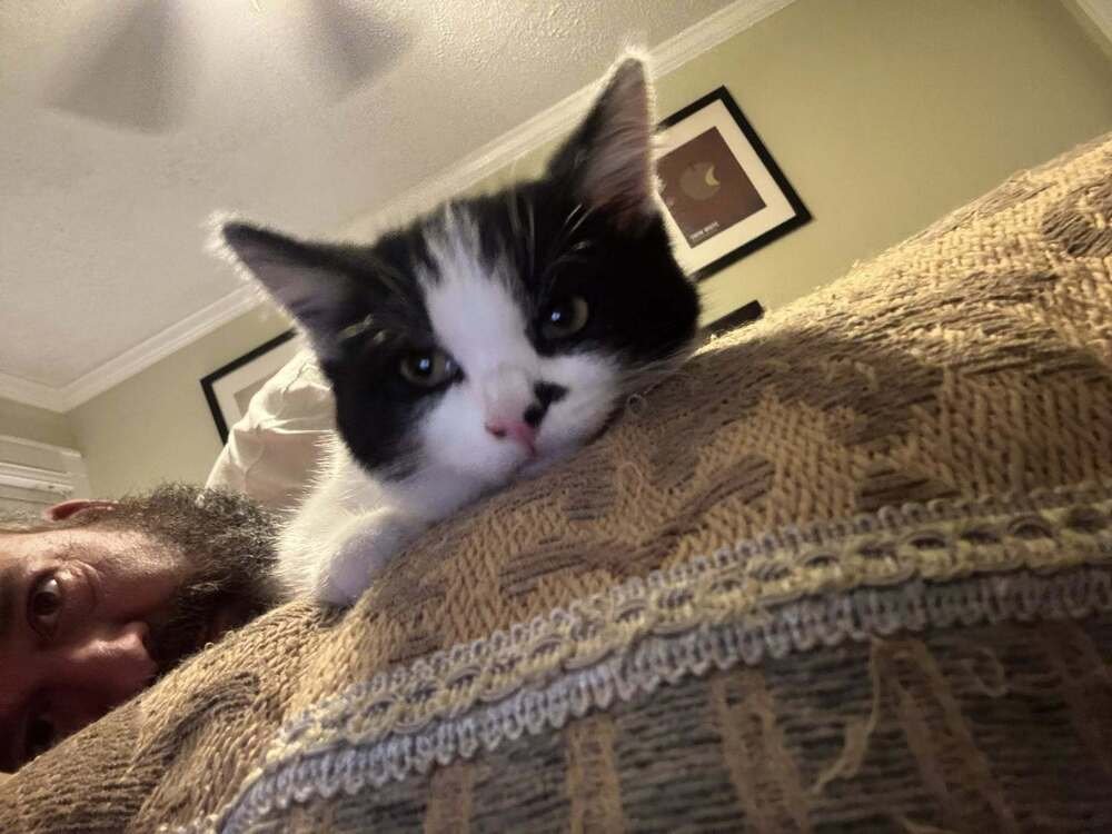 CATCAKE - Domestic Short Hair available for adoption