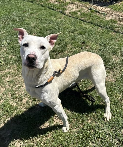 KG - Labrador Retriever / Great Pyrenees available for adoption