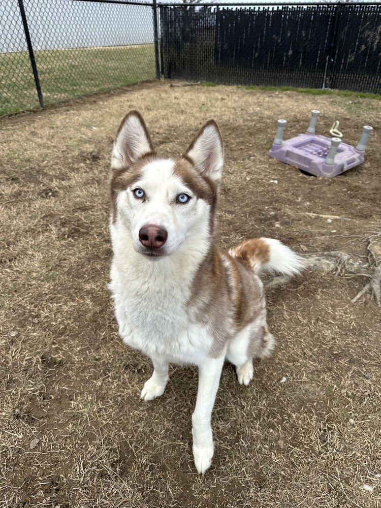 COOPER - Husky available for adoption