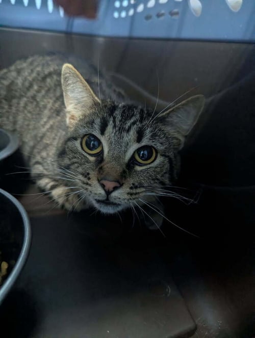 MISS MULTIPACK - Domestic Short Hair available for adoption