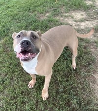 Tazz - Photo 1