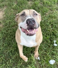 Tazz - Photo 2
