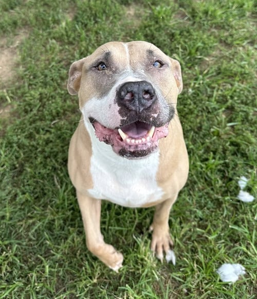 TAZZ - Pit Bull Terrier available for adoption