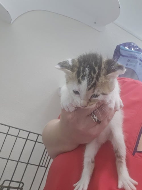 CAMILA - Domestic Short Hair available for adoption