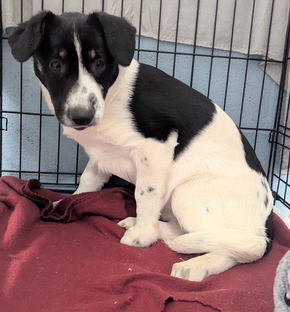 SUMMER - Husky / Collie available for adoption