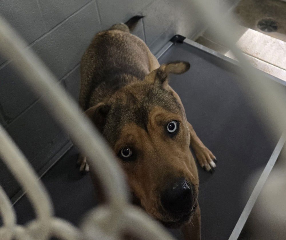 GUNNER "MACEO - Husky available for adoption