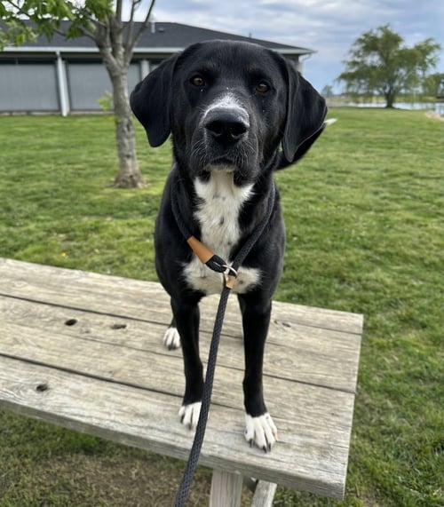 DOUBLE DUTCH - Labrador Retriever available for adoption