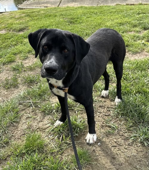 DOUBLE DUTCH - Labrador Retriever available for adoption