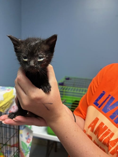 GRACE - Domestic Short Hair available for adoption
