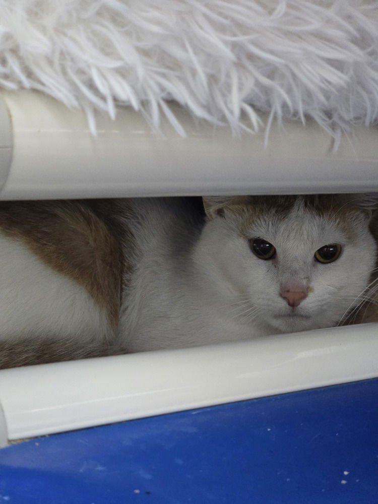 HOSS - Domestic Short Hair available for adoption