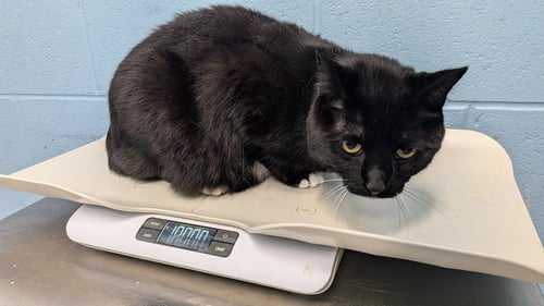 KITTY BOO BOO - Domestic Medium Hair available for adoption