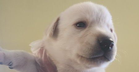 ZERO - Husky / Labrador Retriever available for adoption