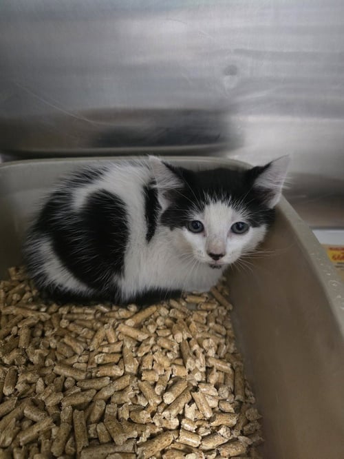 PASILLA - Domestic Short Hair available for adoption