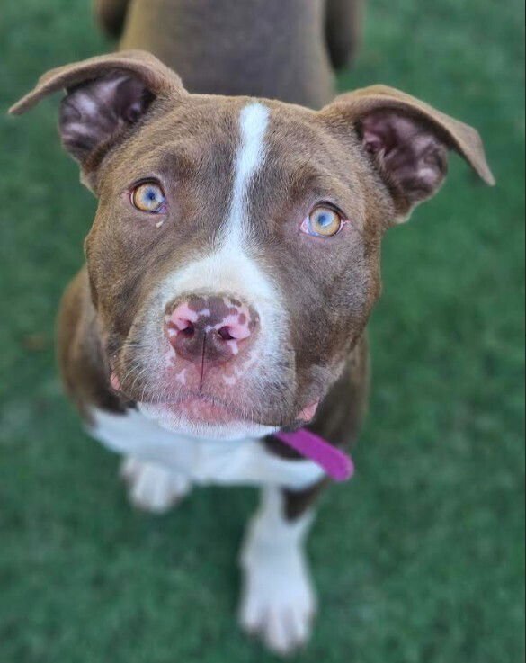 BOWL - Pit Bull Terrier available for adoption