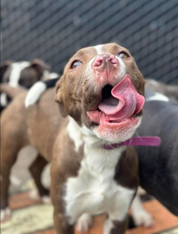 BOWL - Pit Bull Terrier available for adoption