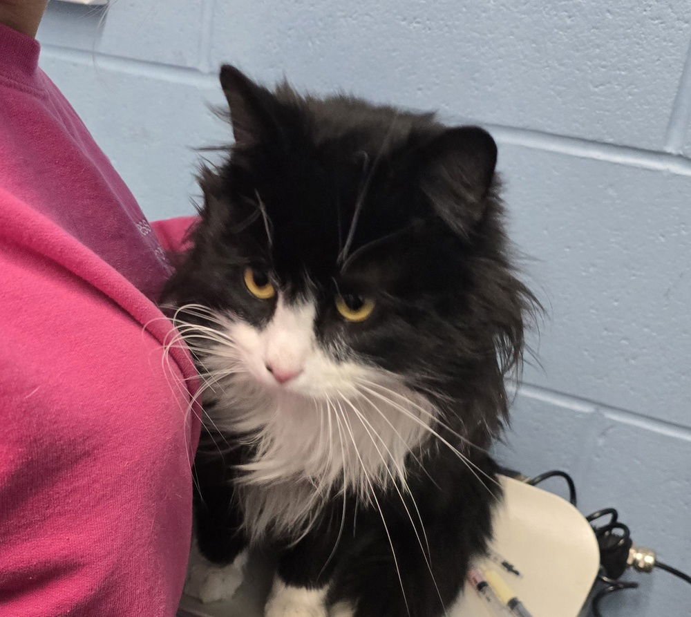 WHITTAKER - Domestic Long Hair available for adoption