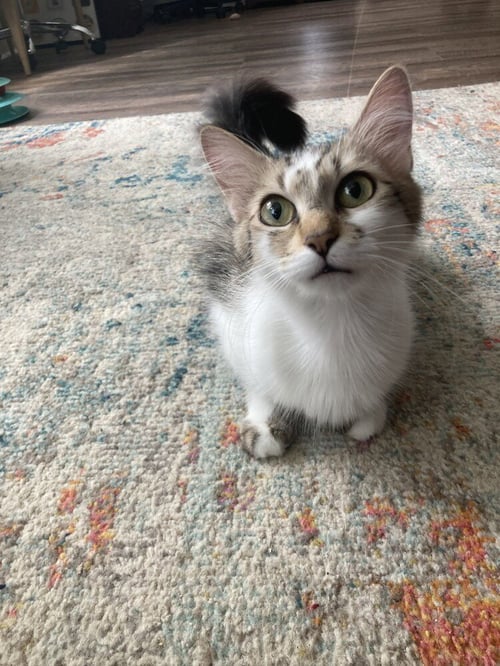 JUNIE B. - Domestic Medium Hair available for adoption