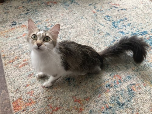 JUNIE B. - Domestic Medium Hair available for adoption