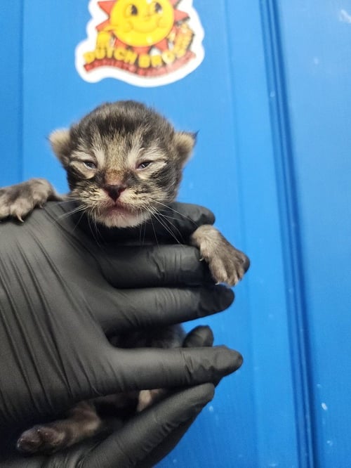 MILORD OF CHAOS - Domestic Medium Hair available for adoption
