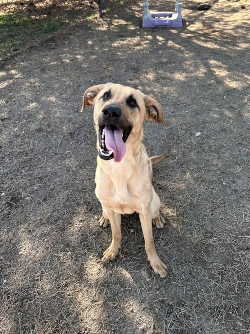 BISCUIT - Labrador Retriever / Mastiff available for adoption