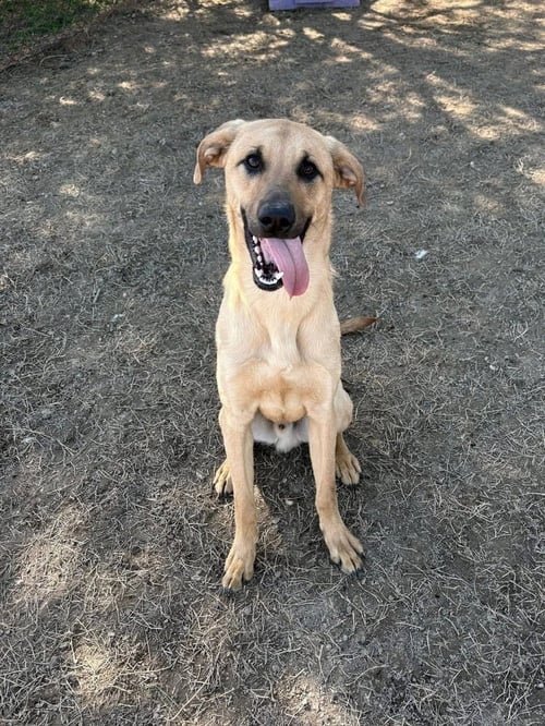 BISCUIT - Labrador Retriever / Mastiff available for adoption