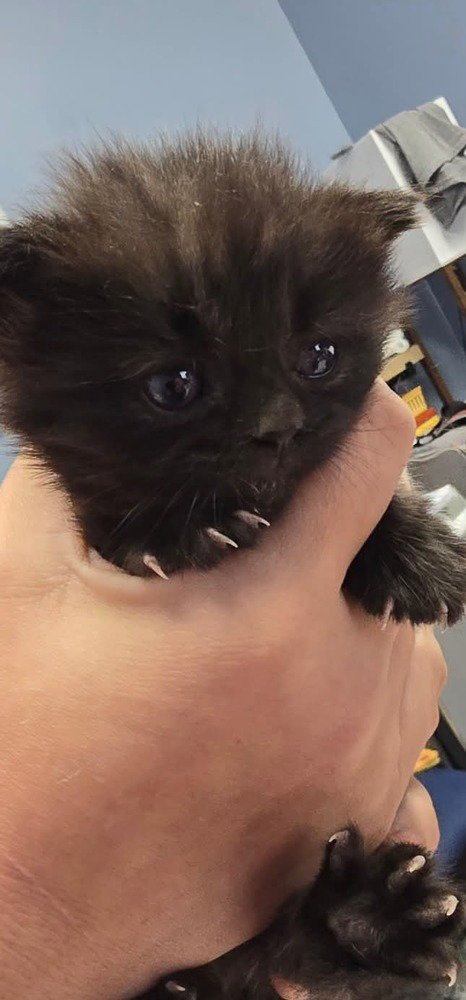 CORALINE - Domestic Medium Hair available for adoption