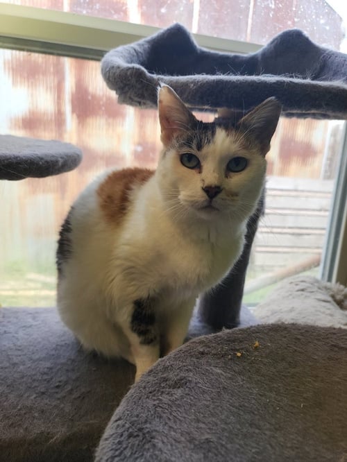 MAO MAO - Domestic Short Hair available for adoption