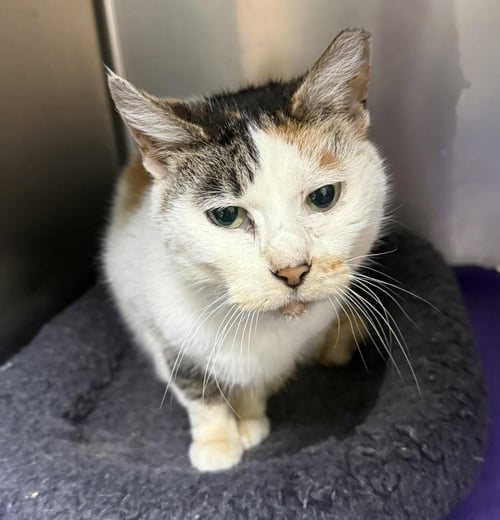 MAO MAO - Domestic Short Hair available for adoption