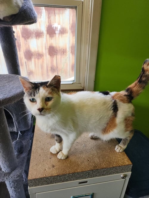 MAO MAO - Domestic Short Hair available for adoption