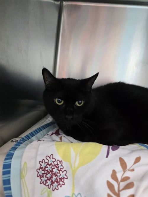 KITTIE NYX - Domestic Short Hair available for adoption