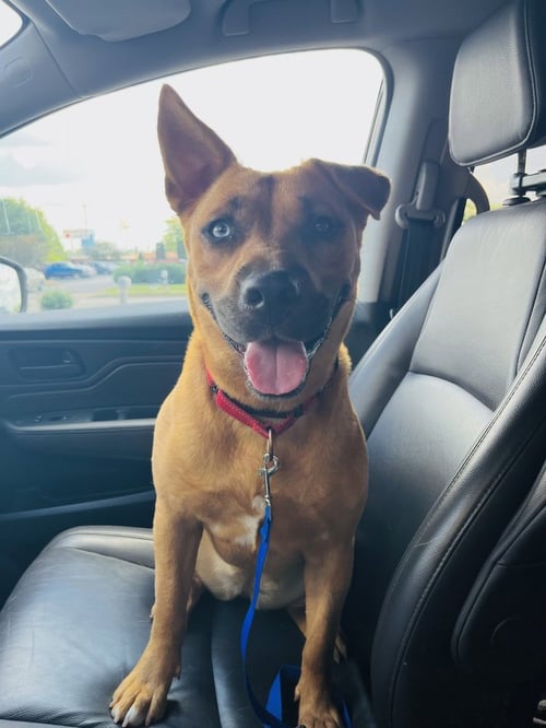 NIA - Pit Bull Terrier available for adoption