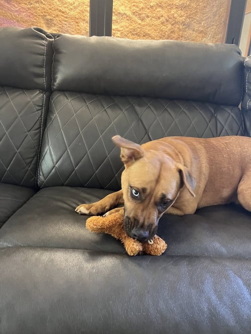 NIA - Pit Bull Terrier available for adoption