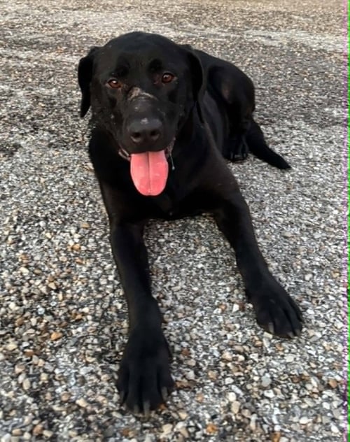 FIFA - Labrador Retriever available for adoption
