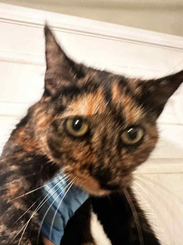 PIXEL - Domestic Short Hair available for adoption