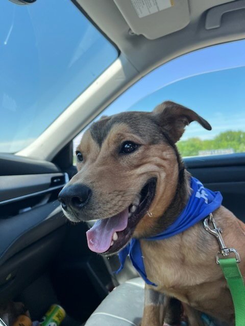 ZIGGY - Labrador Retriever available for adoption